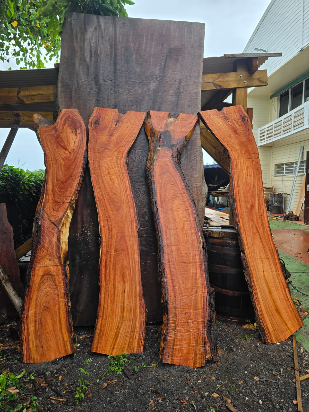 Neem, Guadeloupe